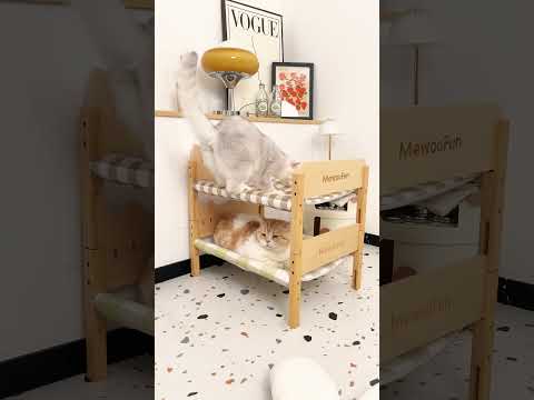 Bunk Cat Bed: Perfect for Cat Families | Space Saving Cat Furniture #roomdecor #cat