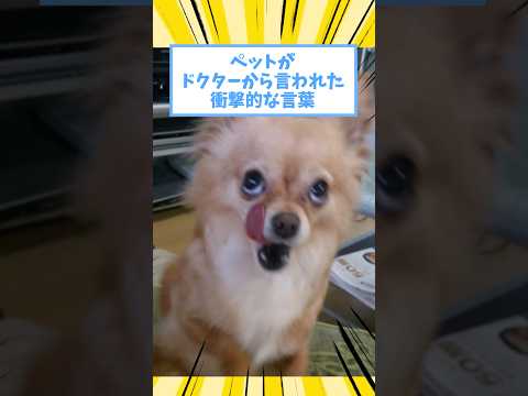 ペットがドクターから言われた衝撃的な言葉www #猫 #犬 #ペット #動物 #2ch #shorts