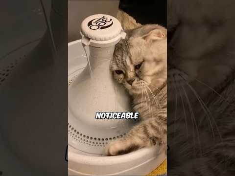 Signs Your Cat is Nearing The End 😿