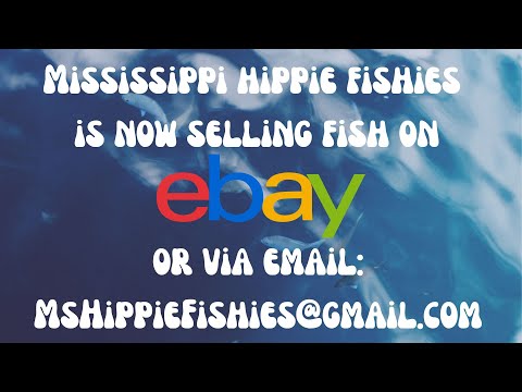 Now selling fish on eBay Here is a sample of what you will find in my listings of fish for sale on eBay. Visit my eBay listin