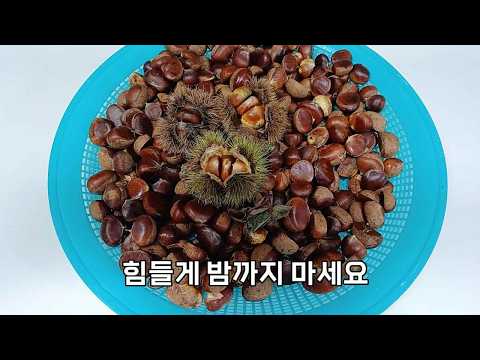 살다 살다 밤 이렇게 쉽게 먹는법 처음 보았어요