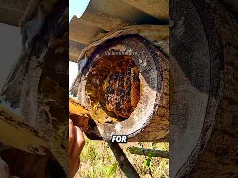 How do Chinese people keep bees in tree trunks?  #bee #honey #beekeeping #shorts