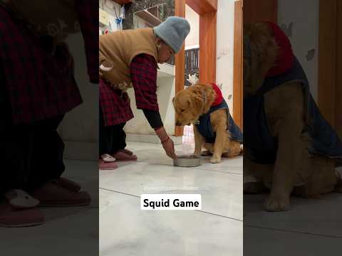 PeaNut's Cleverness #dog #goldenretriever #doglover #puppy