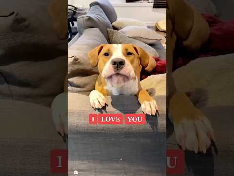 When the dog blurts out “I love you “🐕😂 #funny #funnyvideo #funniestvideo #funnymoment #dog #fyp