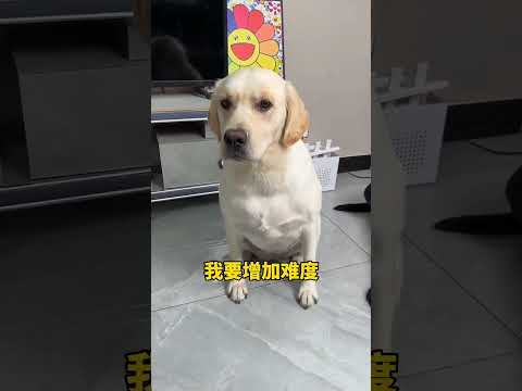 Chompa Made a Fake Gun For Raju 🤣😱#funny #shorts #funnyvideo