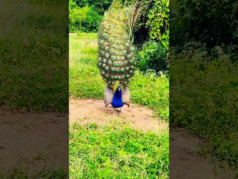 peacock video peacock call peacock saund peacock dance peacock saund peacock  #peacocks #peacock