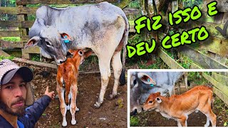 OQUE ELE FEZ PRA VACA ACEITAR O BEZERRO NOVAMENTE.???