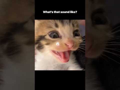 atumalaca cat but it gets slower