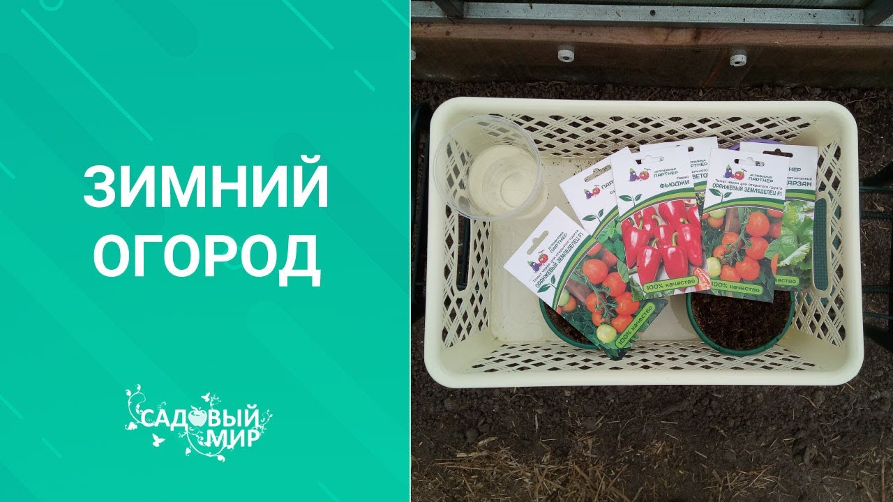Сажаем зимний ОГОРОД дома. Овощи и зелень круглый год
