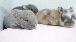 新米ママが産んでくれた四つ子赤ちゃん。初めての子育て