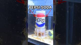 I GAVE my ANTS PEPSI SODA!!