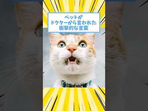 ペットがドクターから言われた衝撃的な言葉www #動物 #2ch #2ch動物スレ #猫 #犬 #ペット