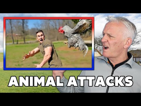 Funny animal attack. 99% try very hard to not laugh. REACTION | OFFICE BLOKES REACT!!