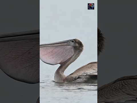 Palican Bird. By Knowledge Is Power.