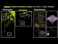 Plant Tropisms and Responses