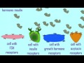 Hormone Receptors and Cell Response