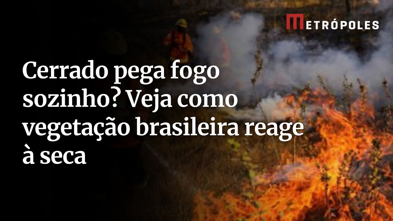 Cerrado pega fogo sozinho Veja como vegetação brasileira reage à seca