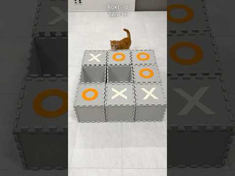 Cats play Tic-Tac-Toe game #cat  #shorts