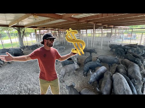 Trapping WILD PIGS To Sell For MONEY {Price Breakdown}
