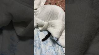 毛布おくるみモフモフねこさん🐱 #animals #cute #cat #catvideos #japan #ねこ #猫 #ネコ