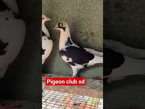 #pilkhe madrasy pair jod#standing kabuatr#@beauty bird#@video viral short#@