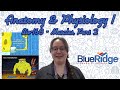 Muscle Contraction and Function Concepts