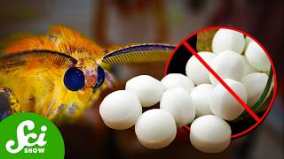Thumbnail for the video "Why Don’t We Use Mothballs Anymore?" from SciShow