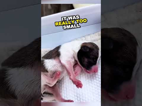A Man's Compassion Saves a Newborn Puppy ?❤️