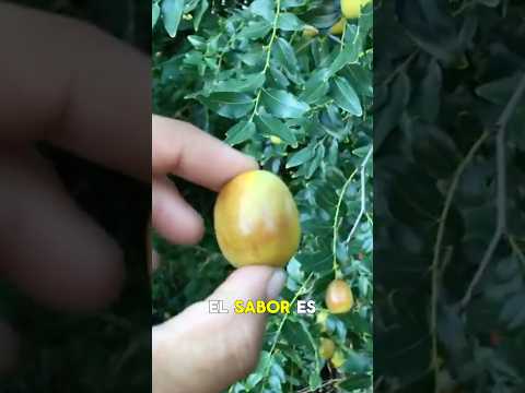 Este Fruto es Un Tesoro Para Los Chinos, lo conocías?🌿