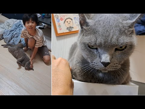 子供には優しい、大人には厳しい灰色猫すずまろ