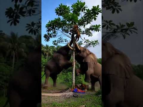Male Lion Chased Up The Tree by Elephants #animals #elephant #entertainment