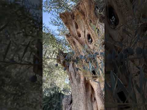 Unique life style Kusadasi