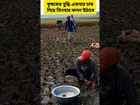 ধান ক্ষেতে রসুন চাষ #growgarlic #Garliccultivation #technique  #intelligent #farmer #AmaZing #shorts