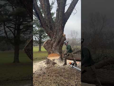 Felling large soft maple 🍁#arboriculture #arborist #500i #chainsaw #logging #viral #treeremoval