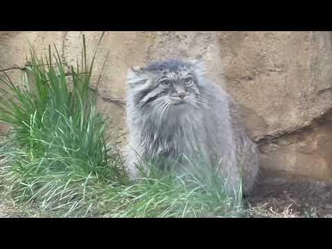 2年前のポリーちゃん　マヌルネコ　那須どうぶつ王国 サムネイル