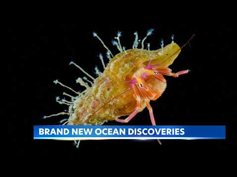 Scientists find rare critters hiding deep in the Pacific