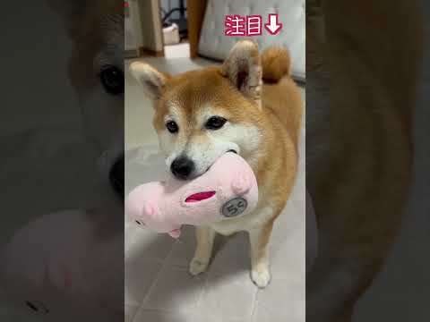 愛犬に「可愛いね」と伝えたら... #shorts #愛犬