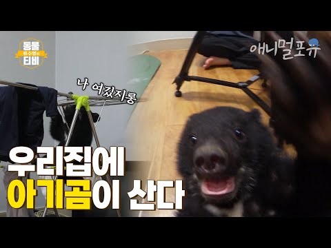 날마다 육아전쟁! 엄마 대신 아기곰 키우는 청년 🐻 I KBS 류수영의 동물티비 210612 방송