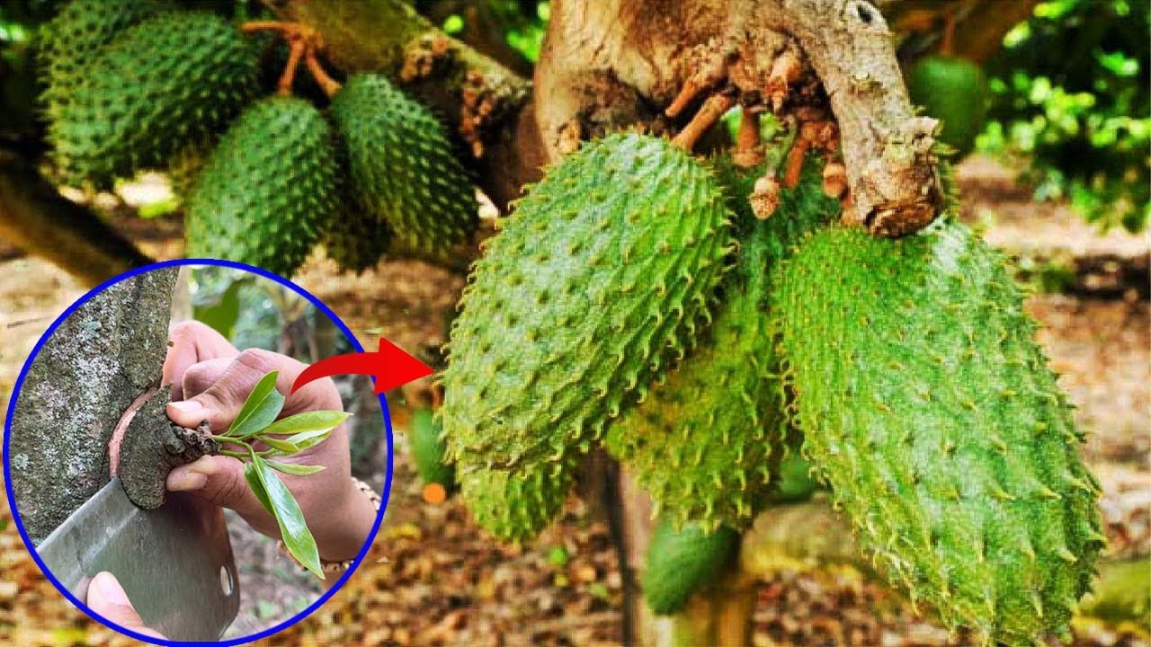 The most special Soursop growing techniques- Soursop Cultivation Agriculture Technology
