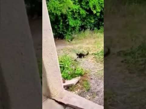 Cat VS Crow! Котаны ушатали Каркушу!