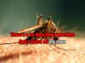 Mosquito song (With Lyric and Sing along) - MrBrown Show Production