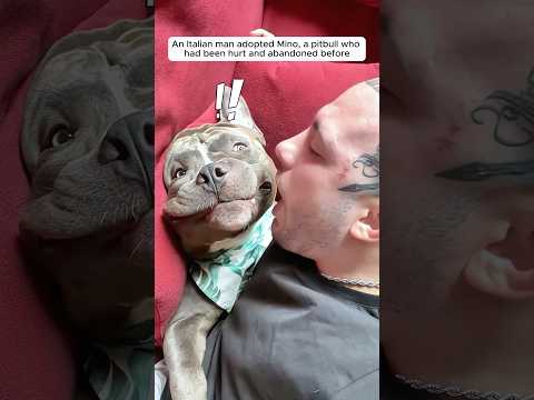 This man took in a pitbull heartbroken by past trauma and then...