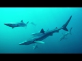 Sustainable Fishing Practices and Impacts