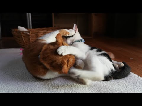 ぽんとチビのかわいらしい猫動画2025年版 サムネイル