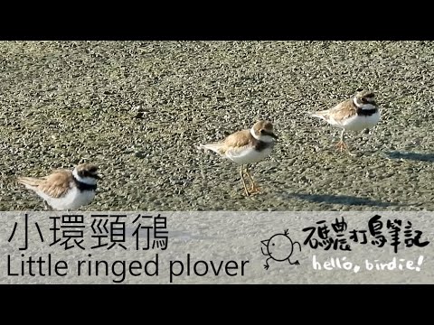 小環頸鴴 Little ringed plover (20220725) 4K - YouTube