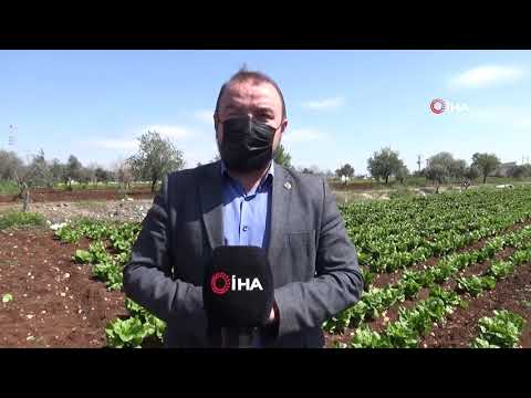 Sınır Kentinde Korona Tedbirleri Arttırılıyor