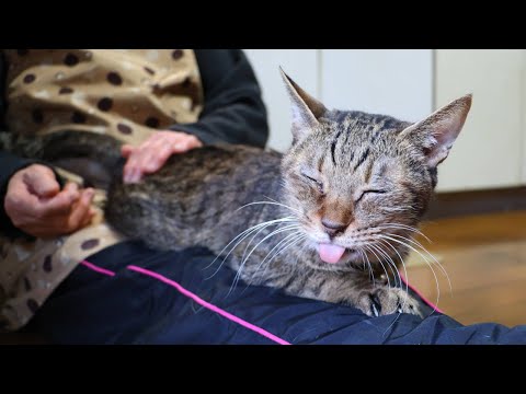 猫の動画サムネイル - とらこをなでなで　250610