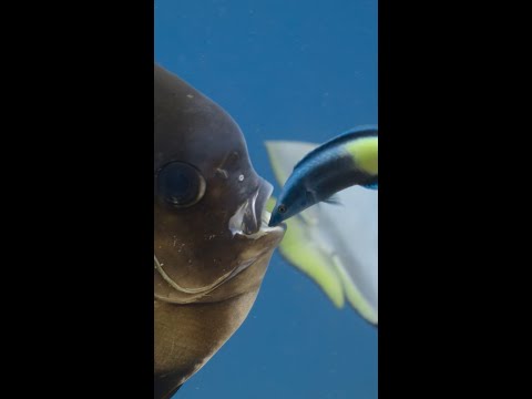 Diving into the wonders of the sea in Ocean with David Attenborough