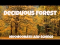 Deciduous Forest Characteristics and Facts