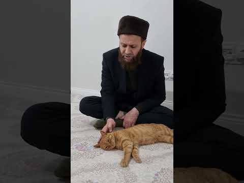 Allah is the greatest. Heal the cat with the Holy Quran. With Dr. Aliالله أكبر. شفاء القطة بالقرآن